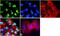 Histone H2B type 1 antibody, 701799, Invitrogen Antibodies, Immunofluorescence image 