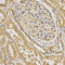 BAI1 Associated Protein 2 antibody, LS-C333991, Lifespan Biosciences, Immunohistochemistry frozen image 