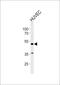 Prostaglandin I2 Receptor antibody, PA5-72393, Invitrogen Antibodies, Western Blot image 