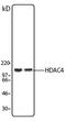 Histone Deacetylase 4 antibody, LS-B1999, Lifespan Biosciences, Western Blot image 