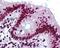 HNRPK antibody, 48-810, ProSci, Immunohistochemistry frozen image 