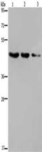 ELOVL Fatty Acid Elongase 6 antibody, CSB-PA223936, Cusabio, Western Blot image 