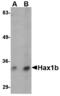 HCLS1-associated protein X-1 antibody, MBS150742, MyBioSource, Western Blot image 