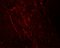 Fibroblast Growth Factor Receptor 3 antibody, 7425, ProSci, Immunofluorescence image 