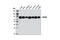 Heat Shock Protein Family A (Hsp70) Member 8 antibody, 8444S, Cell Signaling Technology, Western Blot image 