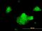 Syntaxin 5 antibody, orb89691, Biorbyt, Immunofluorescence image 