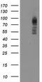 Protein Kinase C Epsilon antibody, TA502368S, Origene, Western Blot image 
