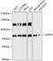 La-related protein 4B antibody, 14-782, ProSci, Western Blot image 