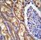 Exocyst Complex Component 3 Like 1 antibody, LS-C167857, Lifespan Biosciences, Immunohistochemistry frozen image 