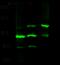 Proto-oncogene vav antibody, 101431-T32, Sino Biological, Western Blot image 