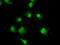 Sky antibody, TA500414, Origene, Immunofluorescence image 