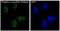 Jun Proto-Oncogene, AP-1 Transcription Factor Subunit antibody, P02038, Boster Biological Technology, Immunofluorescence image 