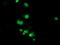 Histone Deacetylase 1 antibody, LS-C785405, Lifespan Biosciences, Immunofluorescence image 