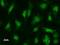 Upstream stimulatory factor 2 antibody, LS-C342383, Lifespan Biosciences, Immunofluorescence image 