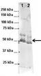 Ras GTPase-activating protein-binding protein 1 antibody, GTX47440, GeneTex, Western Blot image 