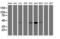 Carbohydrate Sulfotransferase 6 antibody, M04511, Boster Biological Technology, Western Blot image 