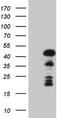 Homeobox protein Mohawk antibody, TA808362S, Origene, Western Blot image 