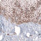Homeobox protein cut-like 1 antibody, AMAb91352, Atlas Antibodies, Immunohistochemistry frozen image 