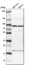 CD2 Associated Protein antibody, HPA003326, Atlas Antibodies, Western Blot image 