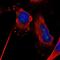 Zinc finger protein 330 antibody, NBP2-58119, Novus Biologicals, Immunofluorescence image 