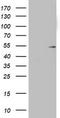 Keratin 20 antibody, TA802583, Origene, Western Blot image 