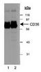 CD36 Molecule antibody, TA301401, Origene, Western Blot image 