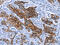 Mitochondrial-processing peptidase subunit beta antibody, CSB-PA560275, Cusabio, Immunohistochemistry frozen image 