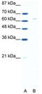 Forkhead box protein N1 antibody, TA329658, Origene, Western Blot image 