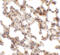 Coronin 7 antibody, 6451, ProSci Inc, Immunohistochemistry frozen image 