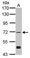 Kelch Repeat And BTB Domain Containing 3 antibody, GTX123289, GeneTex, Western Blot image 