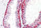 POU Class 3 Homeobox 2 antibody, MBS248761, MyBioSource, Immunohistochemistry frozen image 