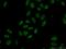 Dual Specificity Phosphatase 4 antibody, 66349-1-Ig, Proteintech Group, Immunofluorescence image 