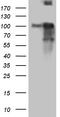 Brain Enriched Guanylate Kinase Associated antibody, TA810834, Origene, Western Blot image 