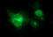 Microfibril Associated Protein 3 antibody, LS-C788371, Lifespan Biosciences, Immunofluorescence image 