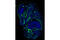 Neuropilin 2 antibody, 3366S, Cell Signaling Technology, Immunofluorescence image 