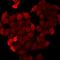 Muscle LIM protein antibody, orb412467, Biorbyt, Immunocytochemistry image 