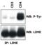 Lck Interacting Transmembrane Adaptor 1 antibody, LS-C46068, Lifespan Biosciences, Immunoprecipitation image 