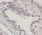 Galectin 3 antibody, FNab03316, FineTest, Immunohistochemistry frozen image 