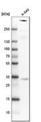 ATRX Chromatin Remodeler antibody, AMAb90784, Atlas Antibodies, Western Blot image 