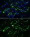 Calcitonin Related Polypeptide Alpha antibody, GTX53926, GeneTex, Immunofluorescence image 