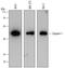 Caspase 1 antibody, MAB6215, R&D Systems, Western Blot image 