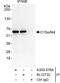 Integrator Complex Subunit 14 antibody, A303-576A, Bethyl Labs, Immunoprecipitation image 