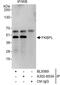 FK506-binding protein-like antibody, A302-603A, Bethyl Labs, Immunoprecipitation image 