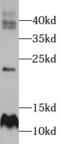 Elongin C antibody, FNab08548, FineTest, Western Blot image 