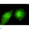 Transducin Beta Like 1 X-Linked Receptor 1 antibody, LS-C813132, Lifespan Biosciences, Immunofluorescence image 