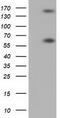 Butyrophilin Subfamily 1 Member A1 antibody, CF501531, Origene, Western Blot image 