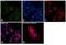 CD49D antibody, MA1-80529, Invitrogen Antibodies, Immunofluorescence image 