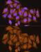 ATPase H+ Transporting V1 Subunit E1 antibody, GTX64545, GeneTex, Immunocytochemistry image 