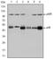 Nuclear Factor Kappa B Subunit 1 antibody, AM06636SU-N, Origene, Western Blot image 