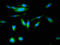 Butyrylcholinesterase antibody, orb400404, Biorbyt, Immunofluorescence image 
